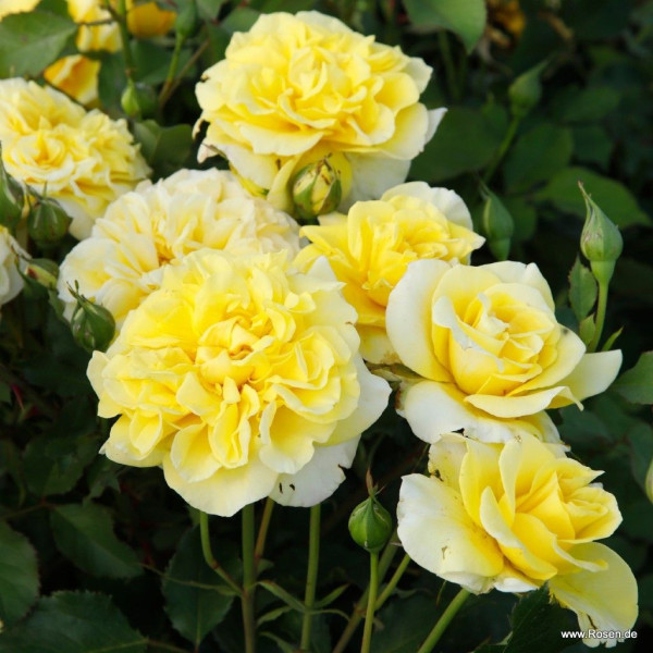 STERNTALER® STERNTALER®